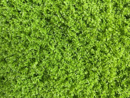 JARDÍN VERTICAL ARTIFICIAL LIQUEN LIMA