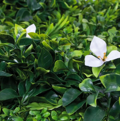 JARDÍN VERTICAL ARTIFICIAL AMAZONIA